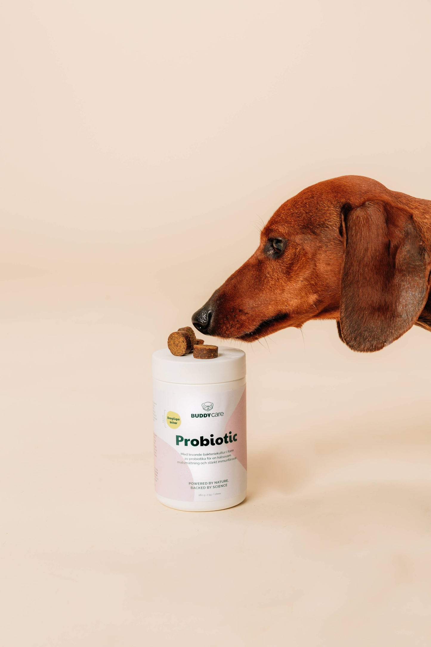 BuddyCare - Probiotikum