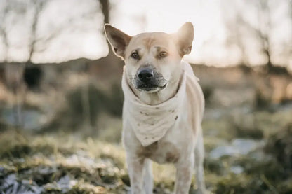 Musselin bandana "Little Hearts"