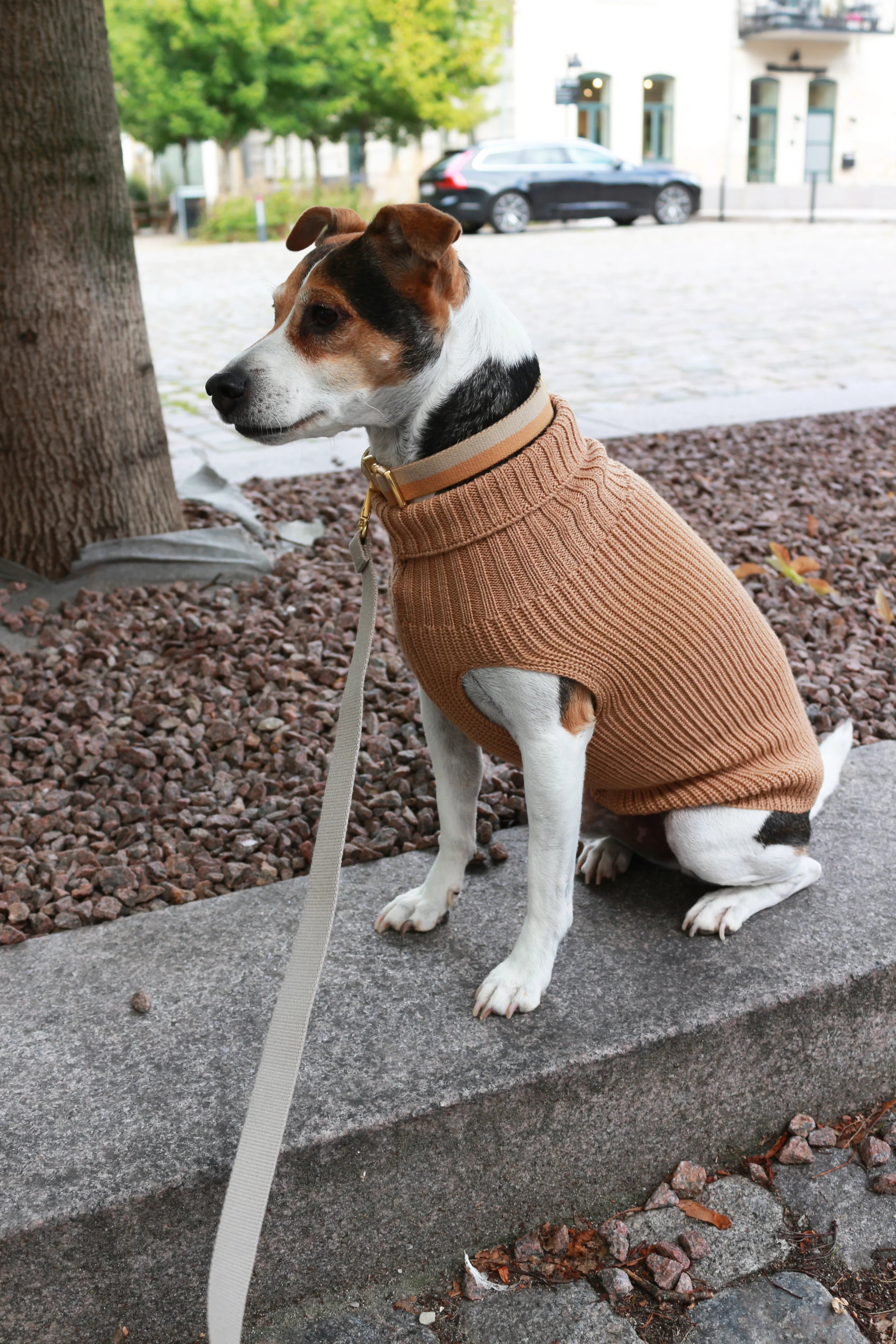 Unisex Uld hundetrøje sennep