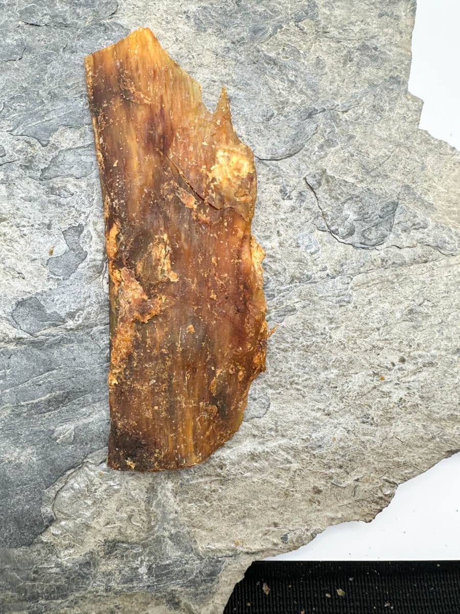 100% naturlige oksekødssener