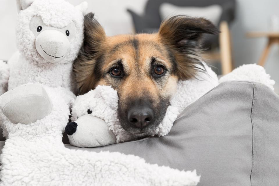 Be Eco - Bjørnen Elroy