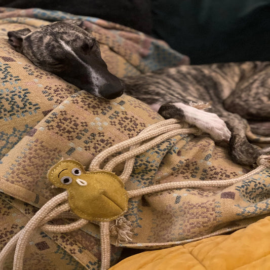 Lily Longlegs