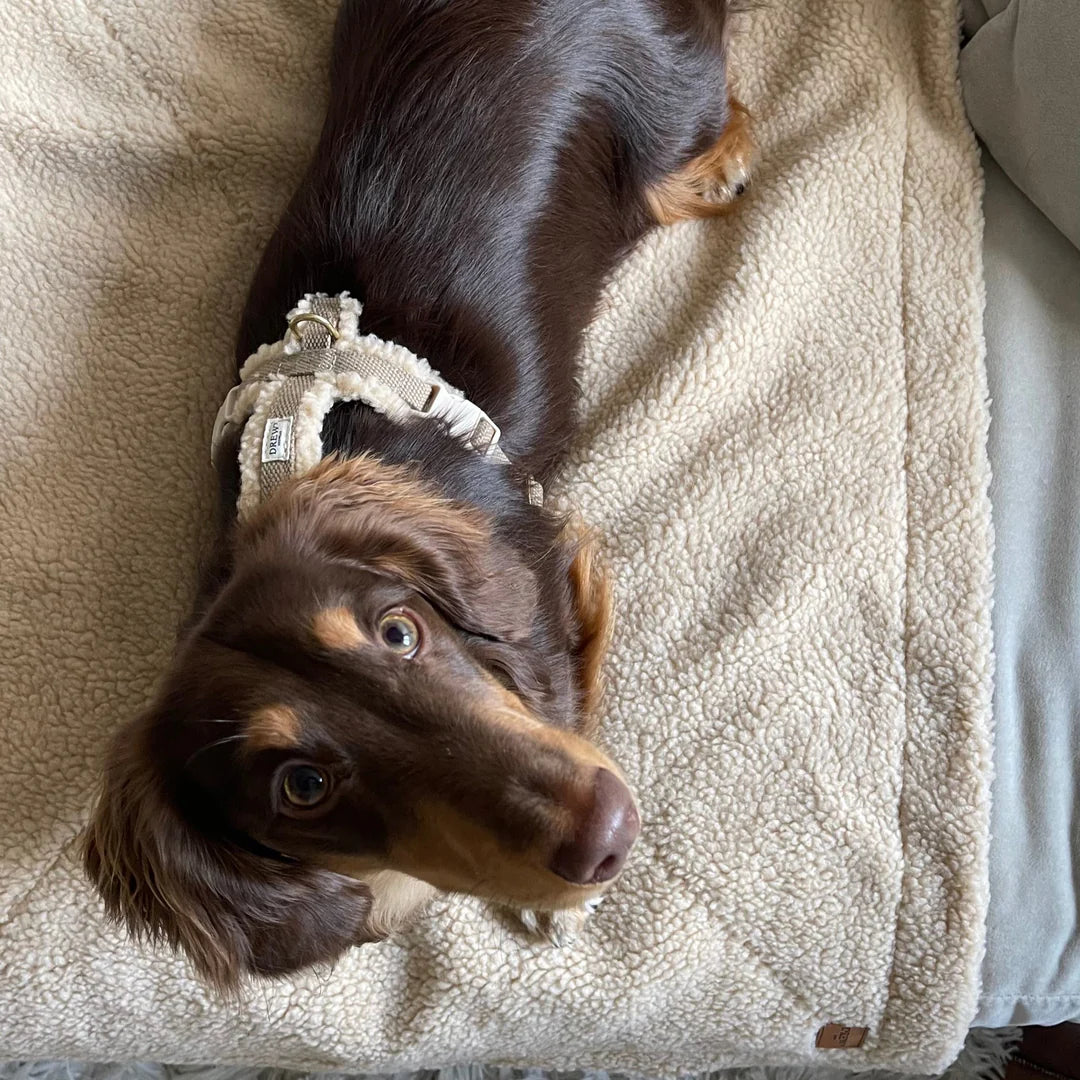 Teddy hundesele gravhund