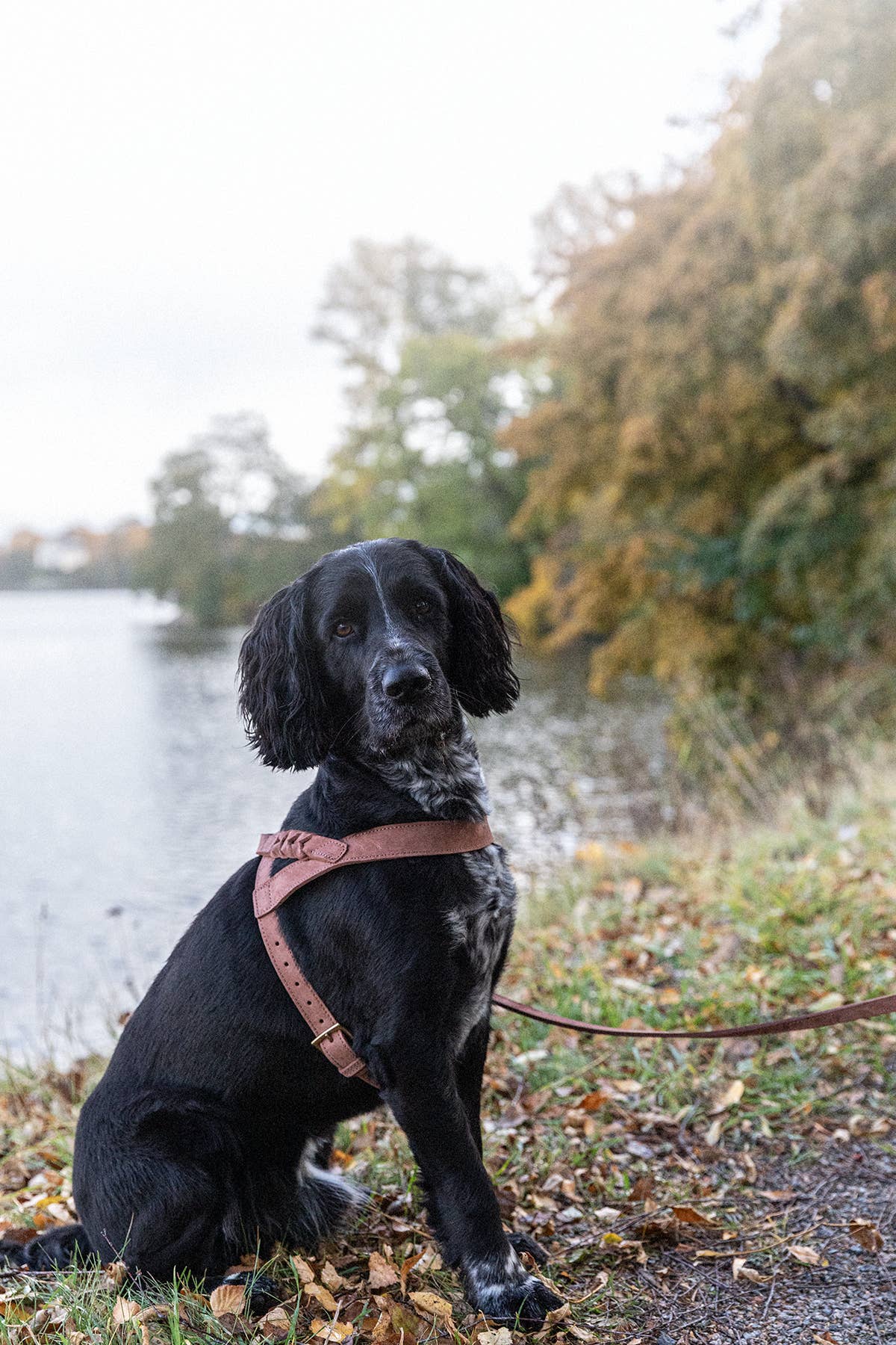 Denjo Dogs - Stockholm Hundesele