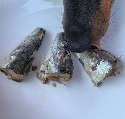 Wild Atlantic Coast Sardiner