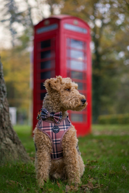 Butterfly til de elegante hunde
