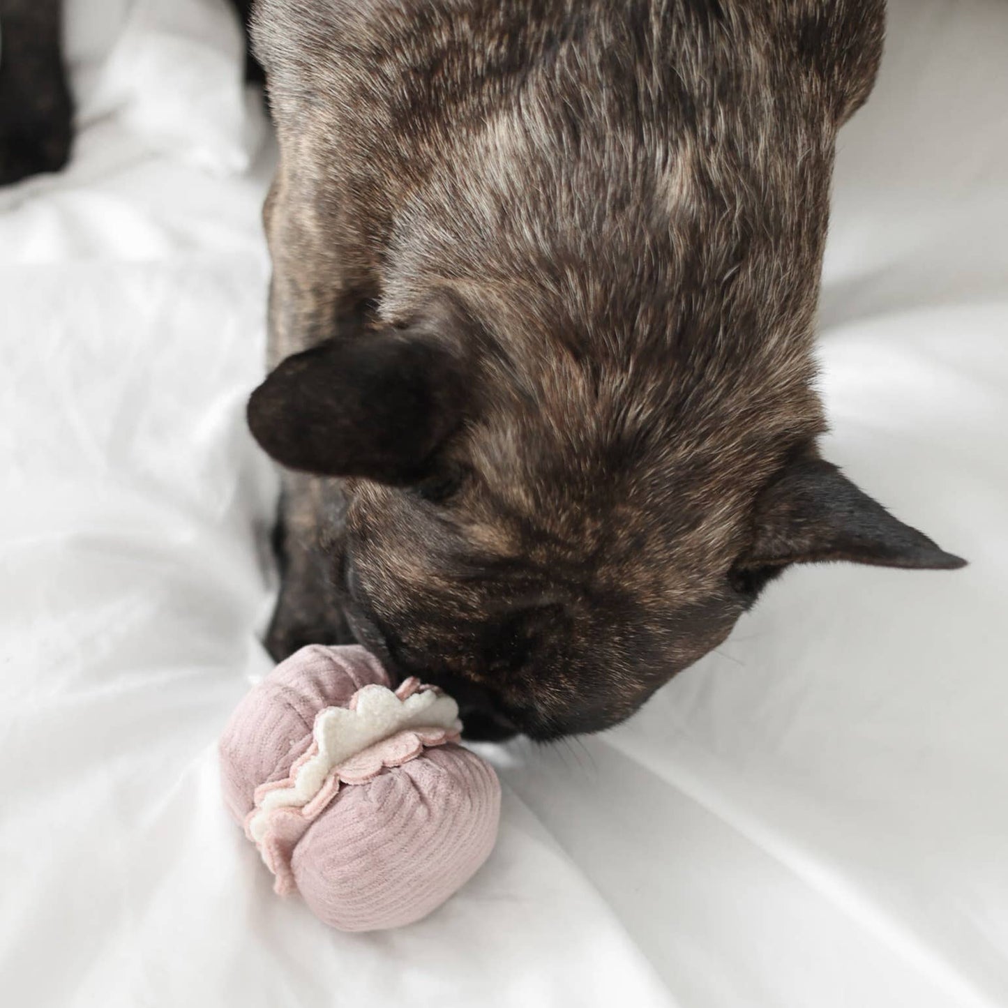 Aktivitetslegetøj - 2-i-1