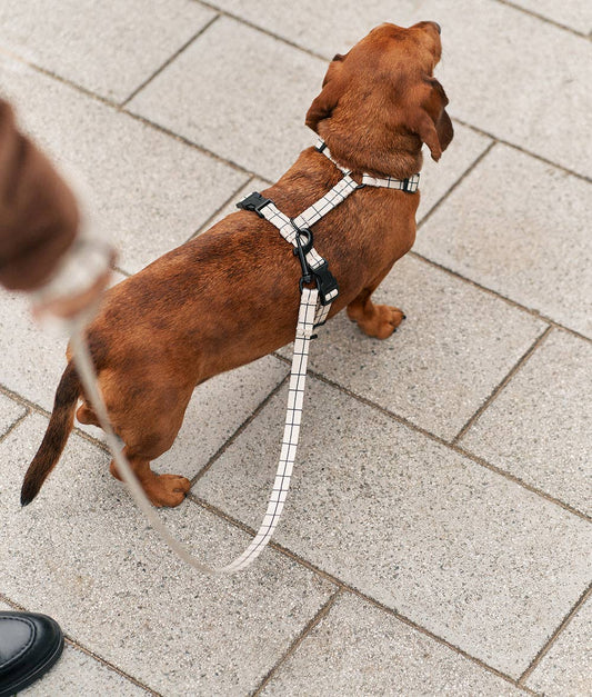 Cafide - Juno hundesnor, Linea Beige