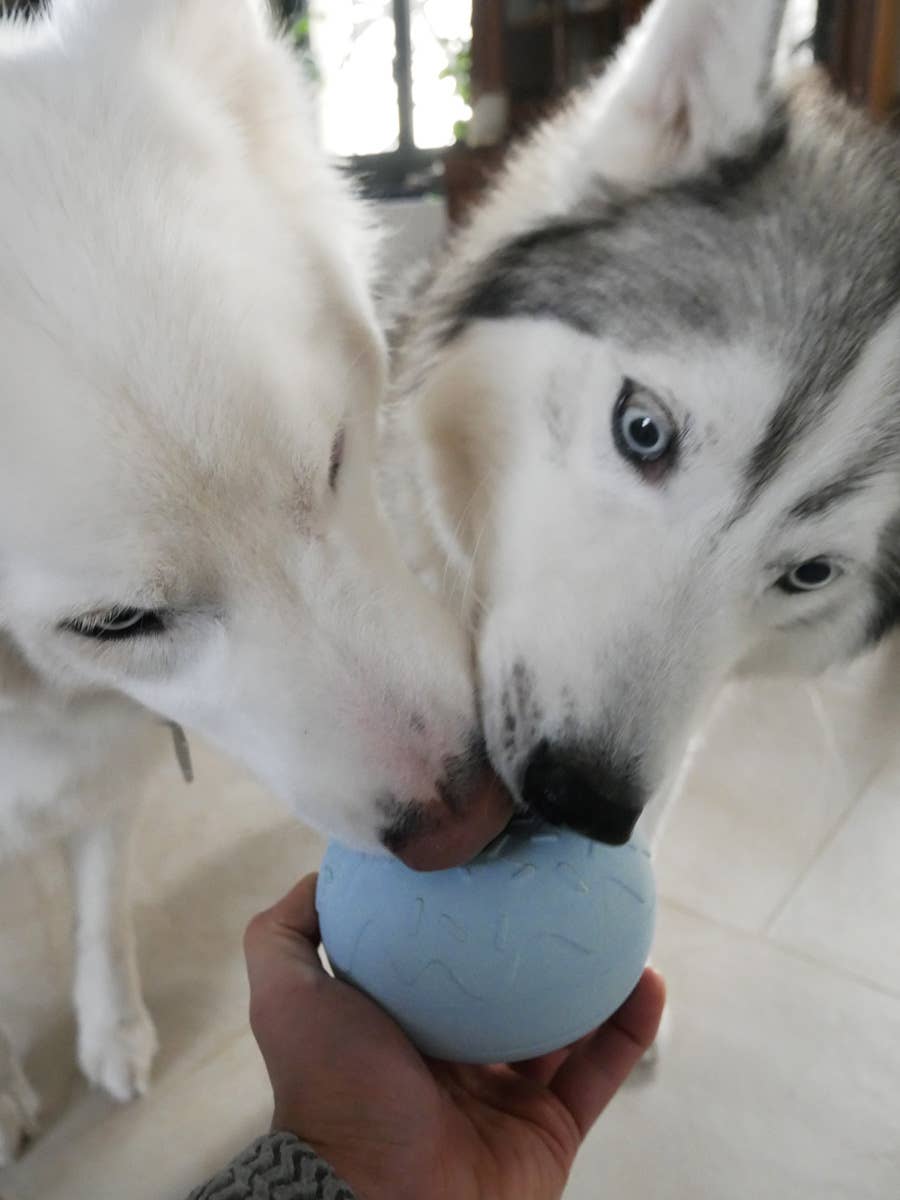 Aktiveringsdonut - Slowfeeder - Blå