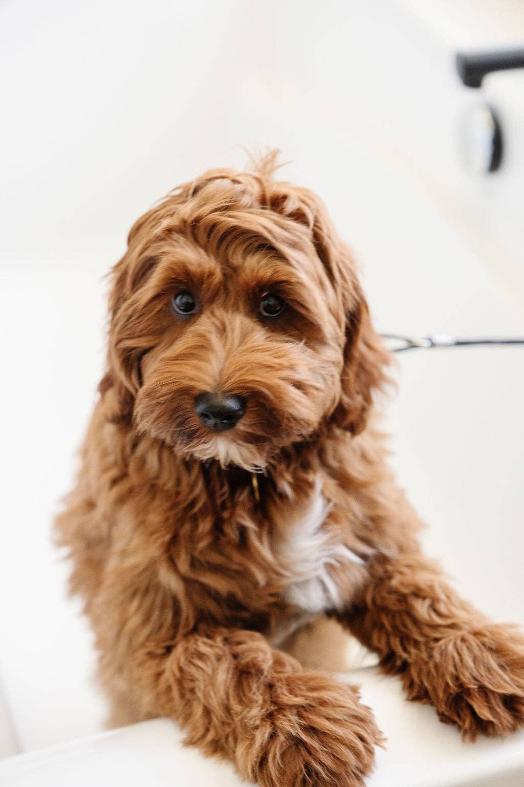 Pupwell Stay In Place snor med sugkop