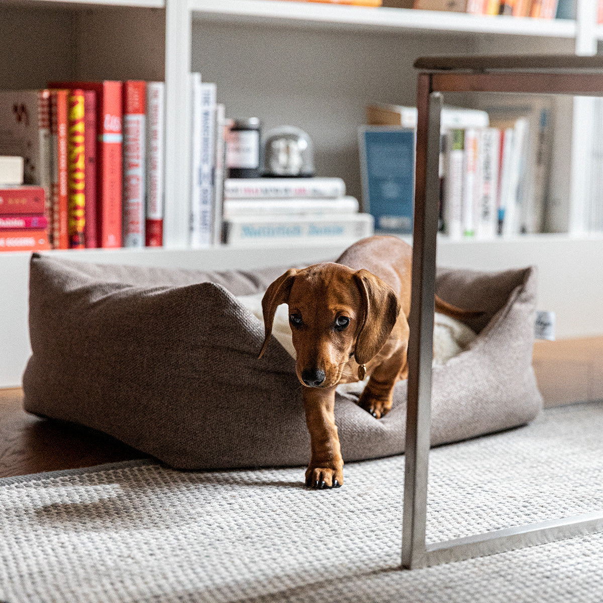 Denjo Dogs - Teddy Lounge, True Taupe