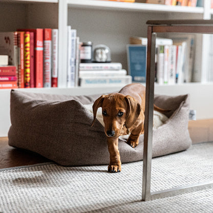 Denjo Dogs - Teddy Lounge, True Taupe