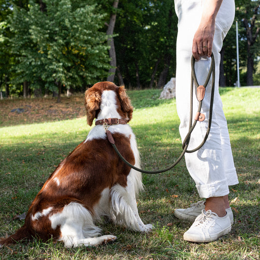 Denjo Dogs - Torekov hundesnor - Sjimmer Green