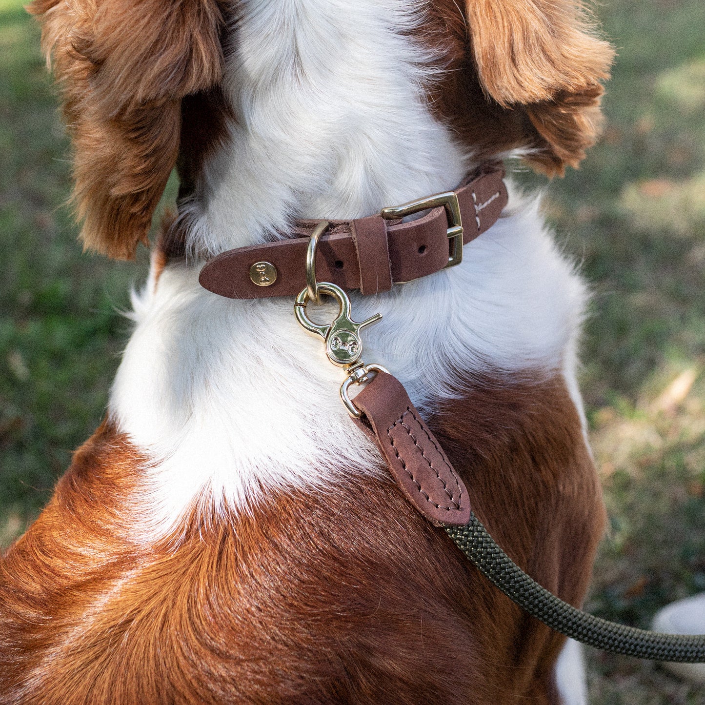 Denjo Dogs - Torekov hundesnor - Sjimmer Green