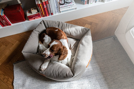 Denjo Dogs - Classic nest, Sand Beige med læderdetaljer