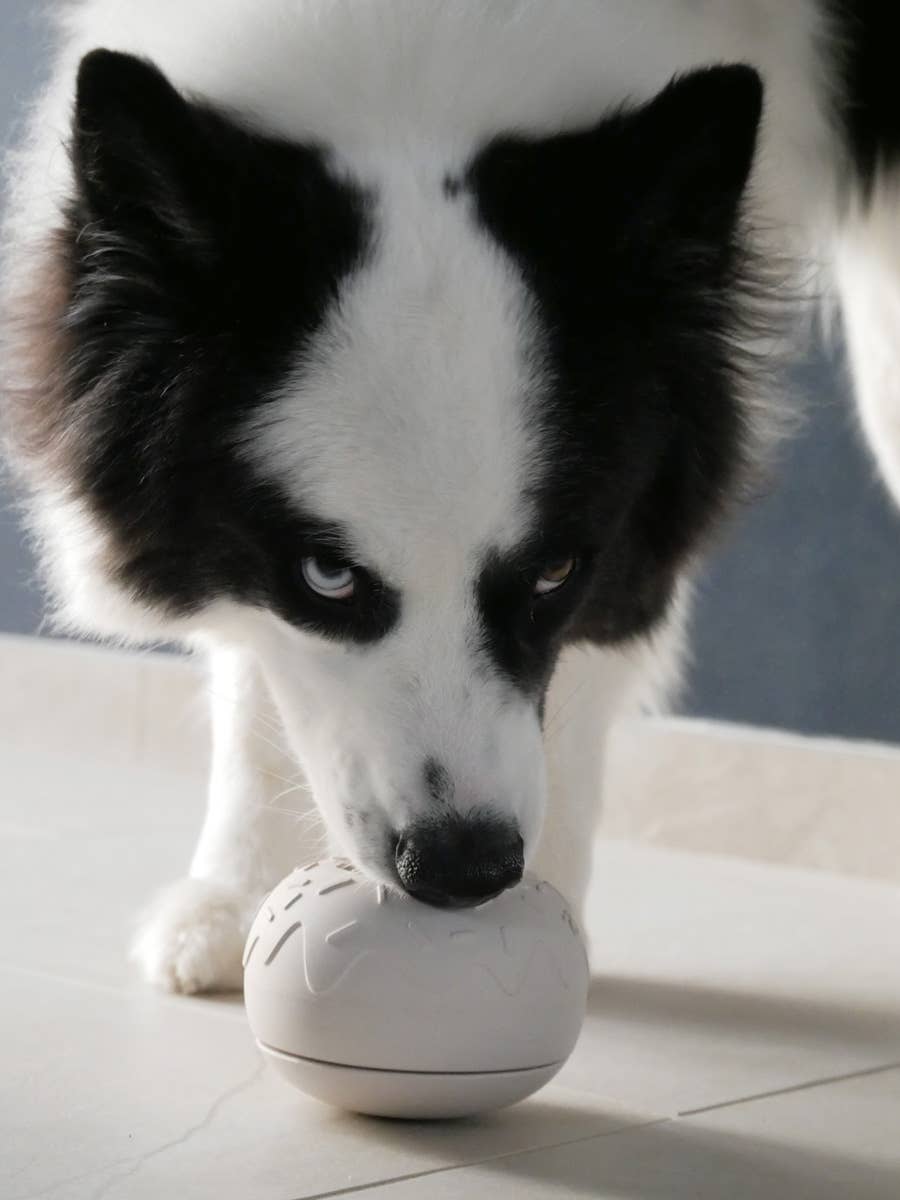 Aktiveringsdonut - Slowfeeder - Sand