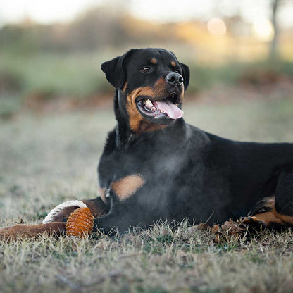 Naturligt hundeæegetøj - Rugby Spike