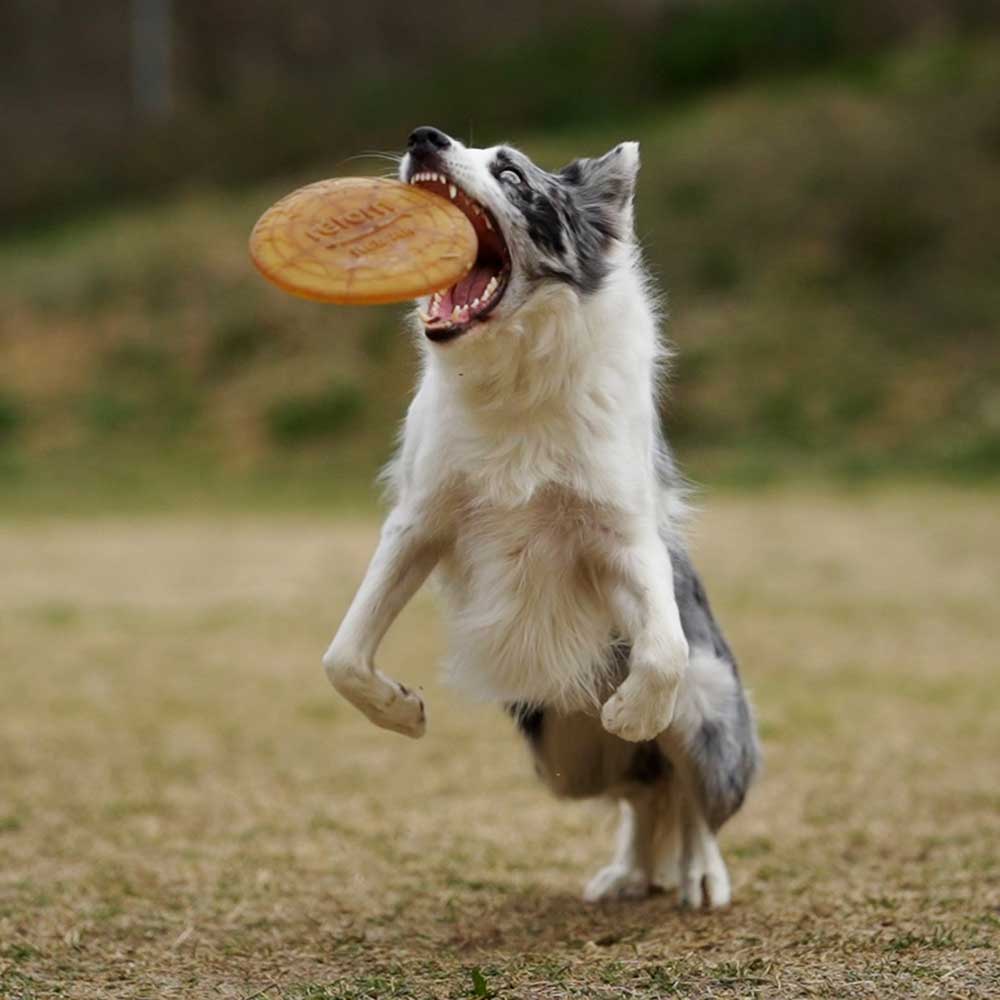 Naturligt hundelegetøj - Frisbee