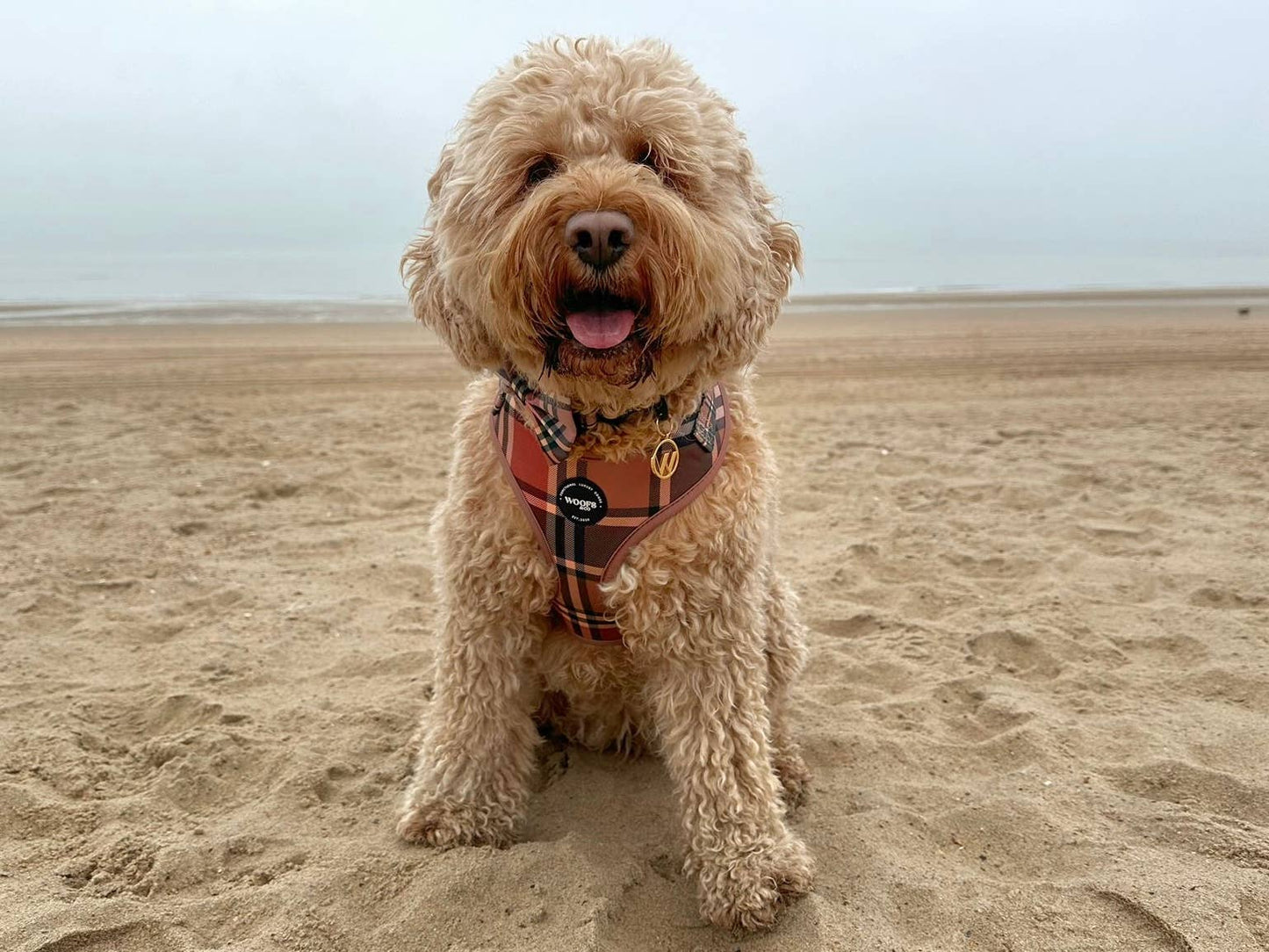 Butterfly til de elegante hunde