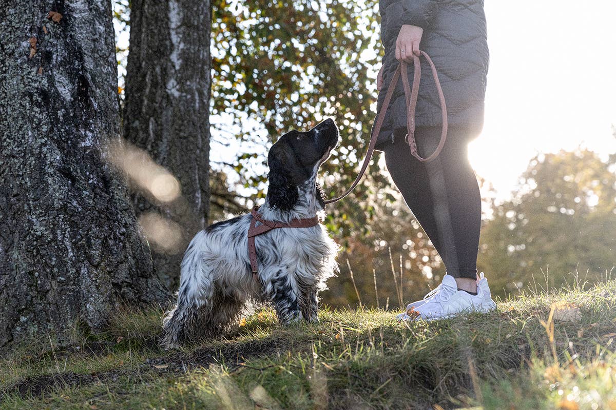 Denjo Dogs - Stockholm snor - Hazel læder - 155 cm