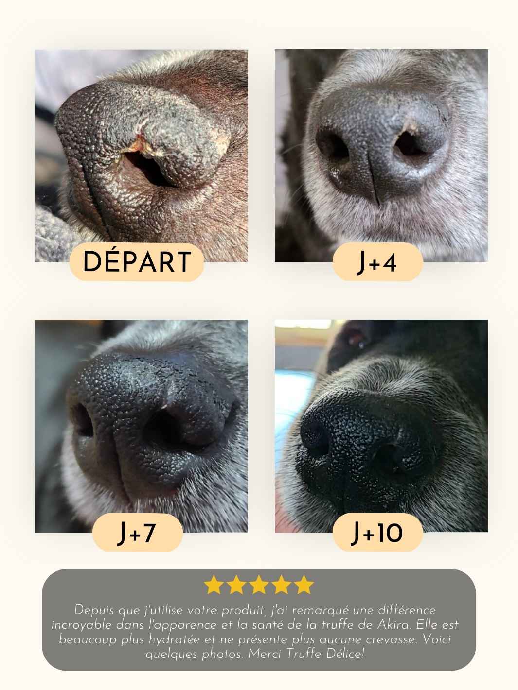 Balsam til hundesnuder