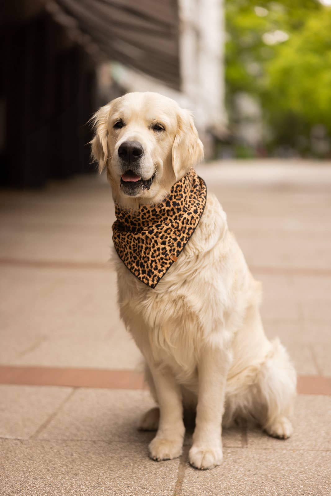 Bandana Leo