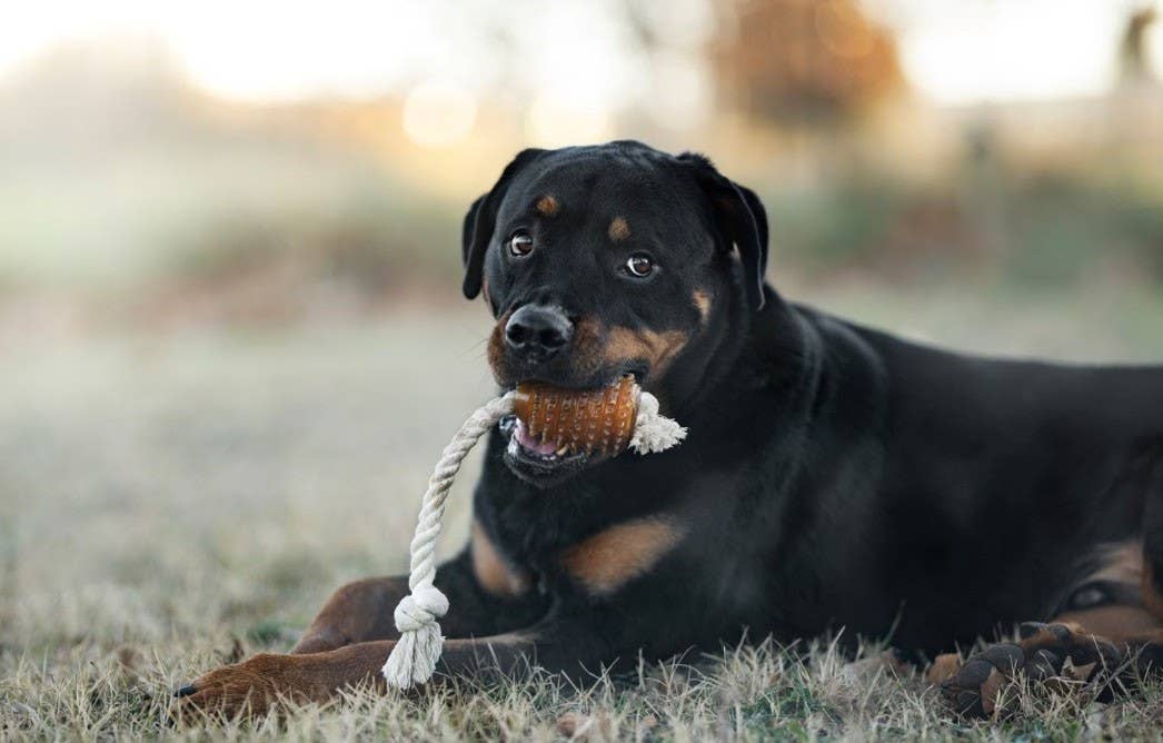 Naturligt hundeæegetøj - Rugby Spike