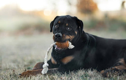 Naturligt hundeæegetøj - Rugby Spike