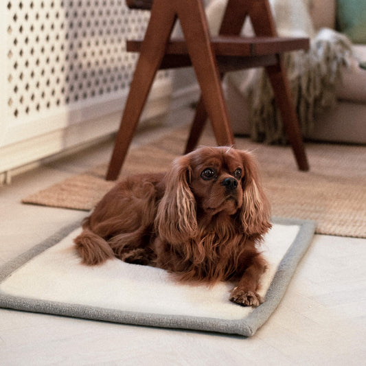 Denjo Dogs - Travel blanket, Snuggle Greige