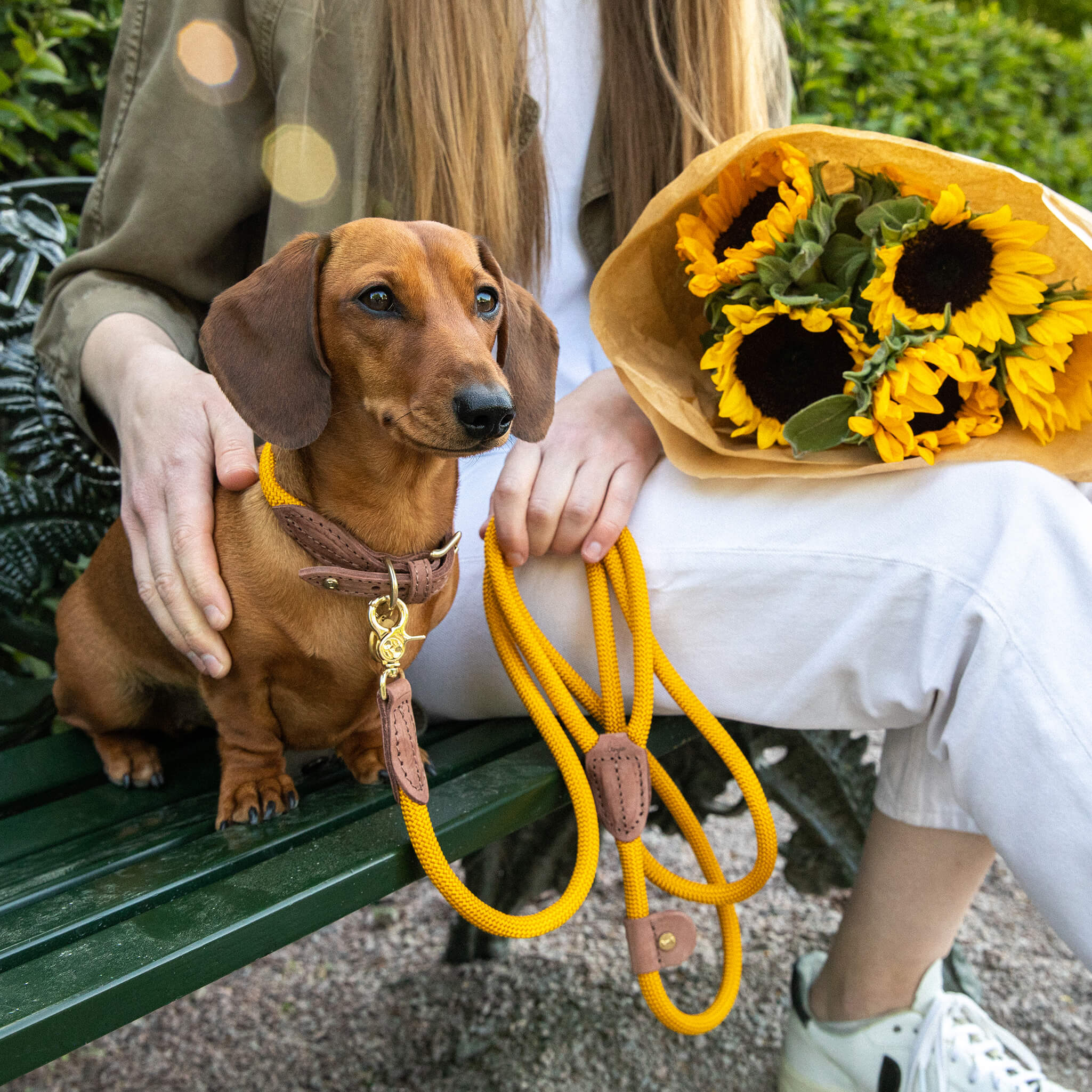 Denjo Dogs - Torekov halsbånd - Sunflower Yellow