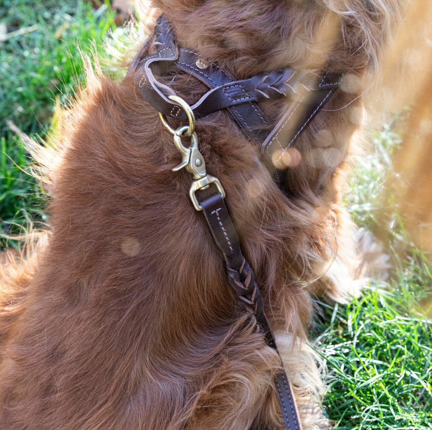 Denjo Dogs - Stockholm Hundesele