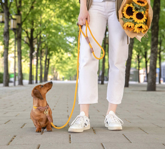 Denjo Dogs - Torekov hundesnor - Sunflower Yellow