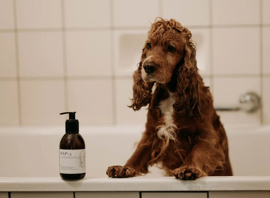 WAP:3 - Shampoo